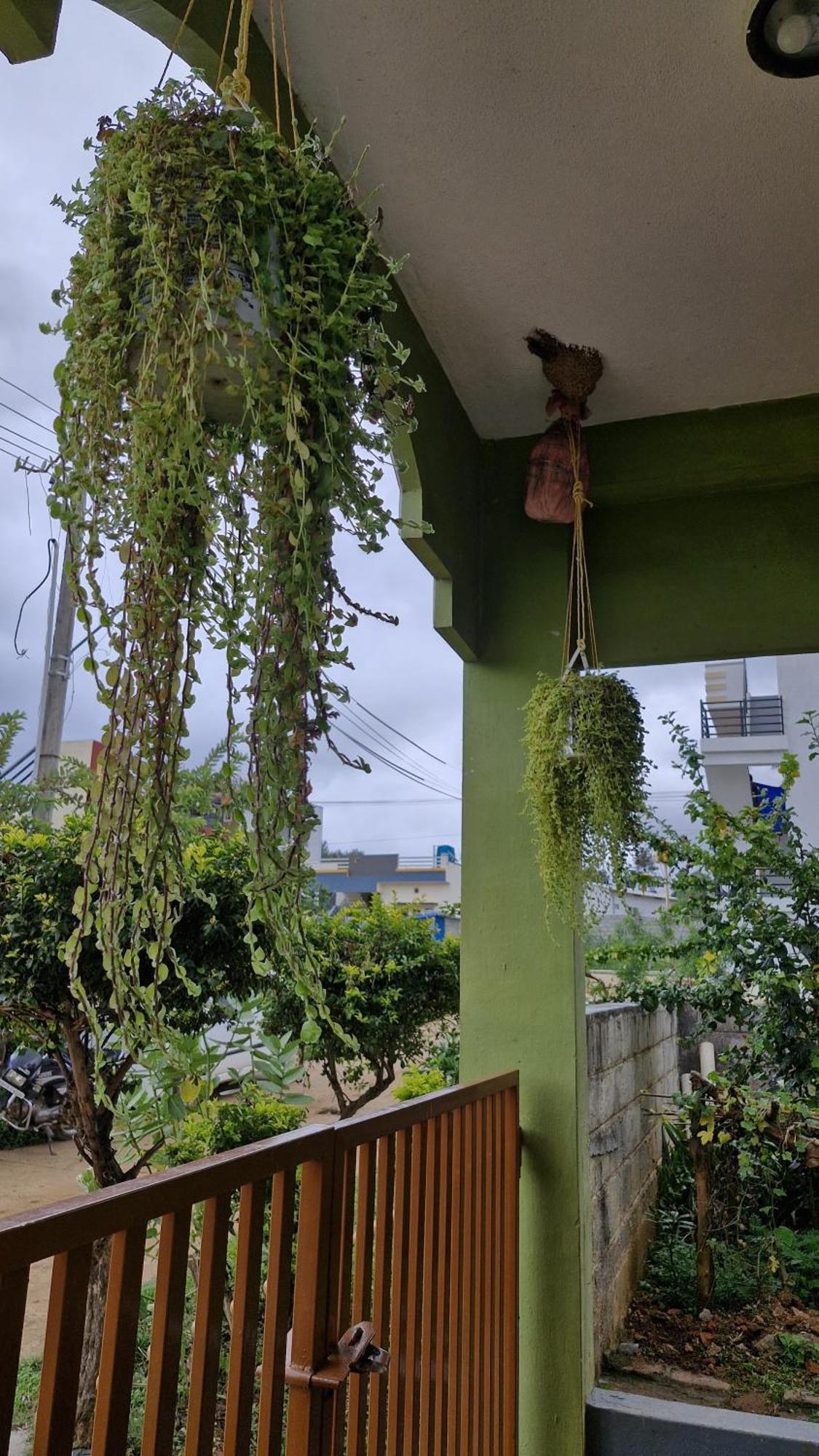 Malgudi Mane Homestay Chikmagalūr 外观 照片